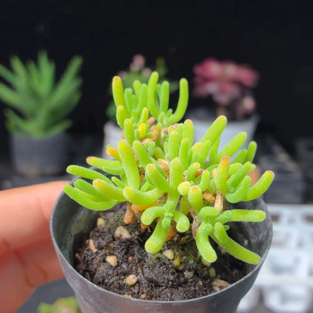 荧光兔子枝干多肉9.9包邮发货