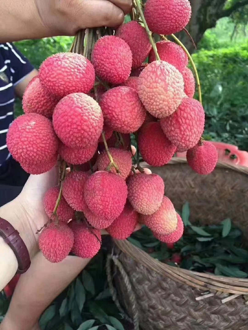 百年老树荔枝顺丰包邮