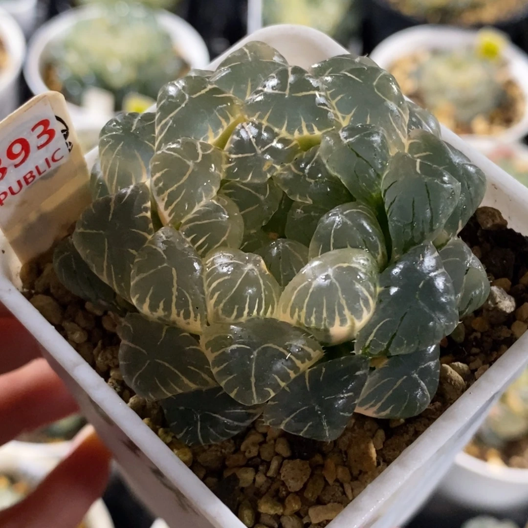 393湖斑湖水玉露锦一物一图