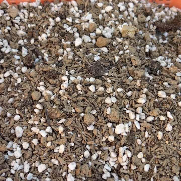 当前无花栽培后可以开花五斤花土