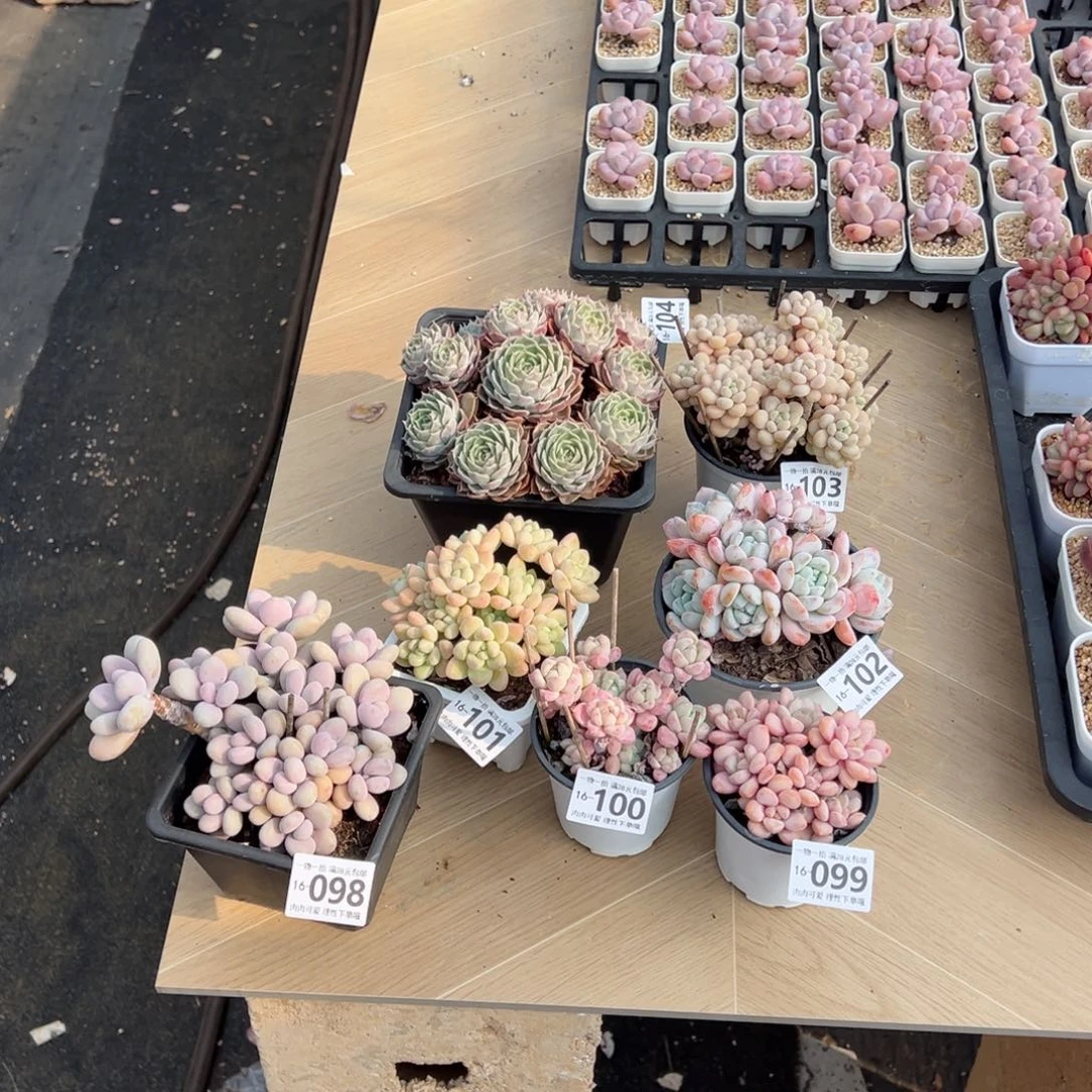 ?***孩多肉多肉多肉多肉老桩