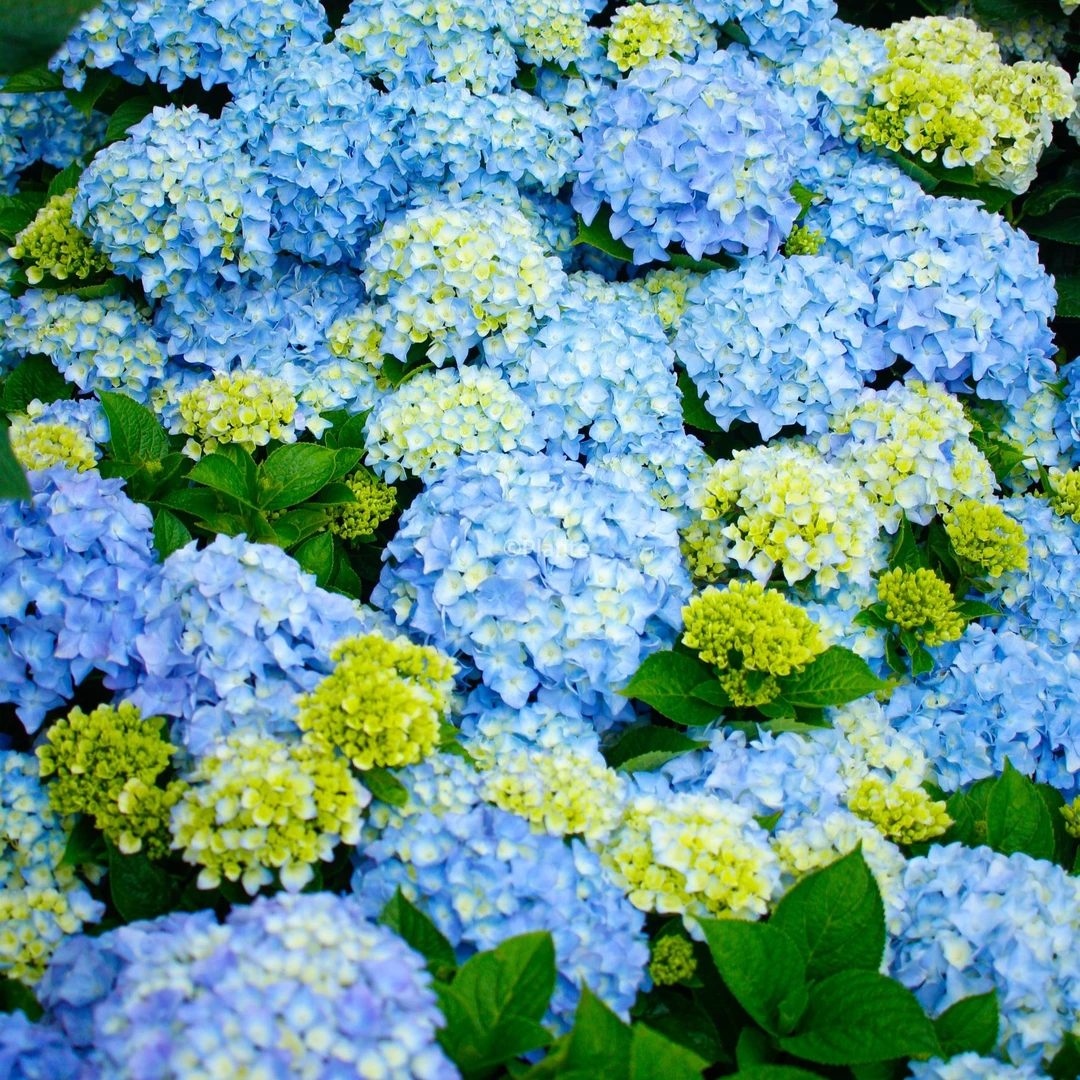 【基地直播】虹越花彩“姹紫嫣红”绣球花苗盆栽大花庭院室内阳台地栽