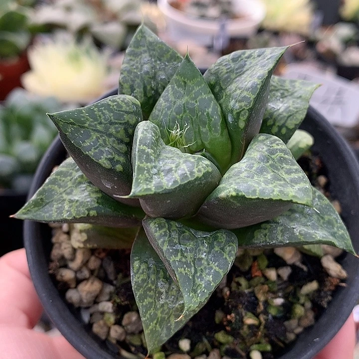 糖炒狮子一物一拍