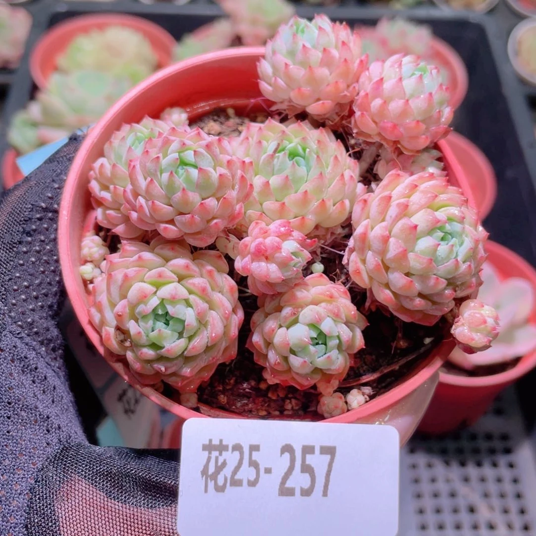 花利美25-257小粉莓