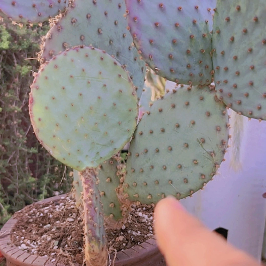 【闪购商品】胜利塔偏远不拍