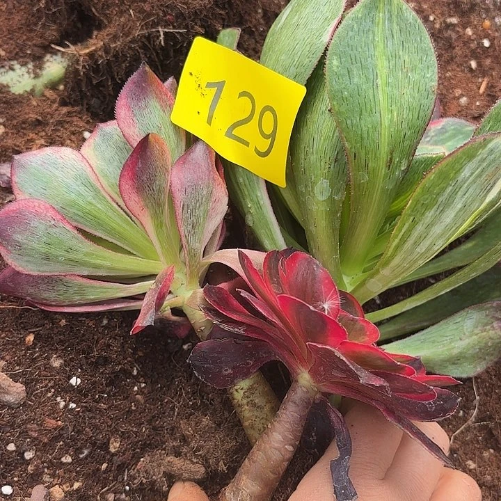 多肉植物福利129