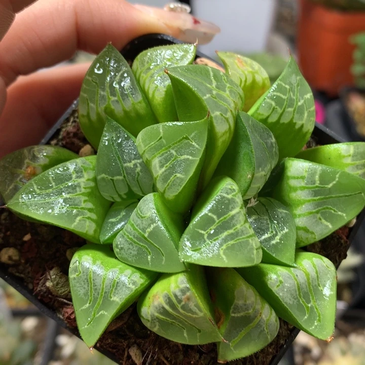 画皮寿带盆土发货