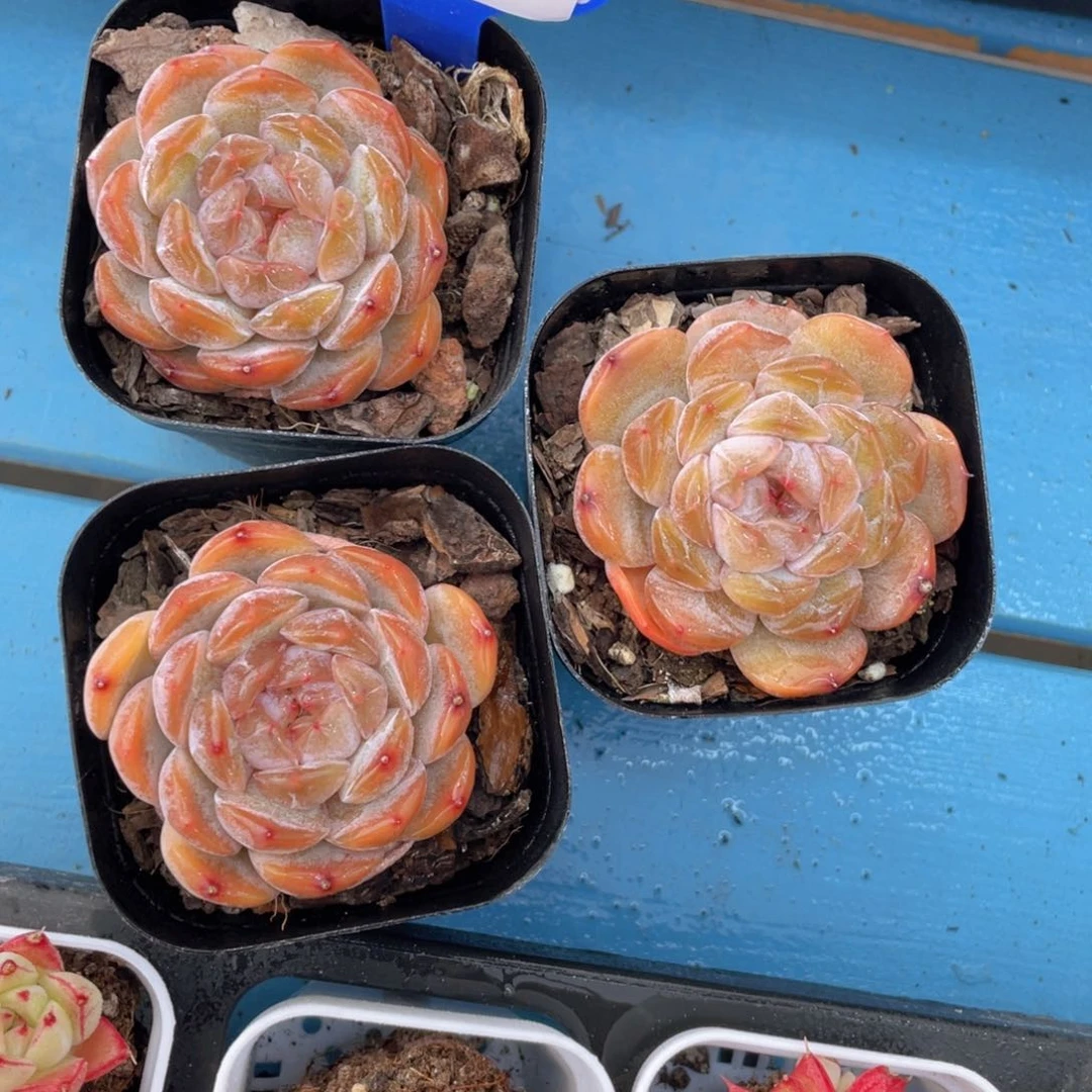 428号红色恋人单头一个