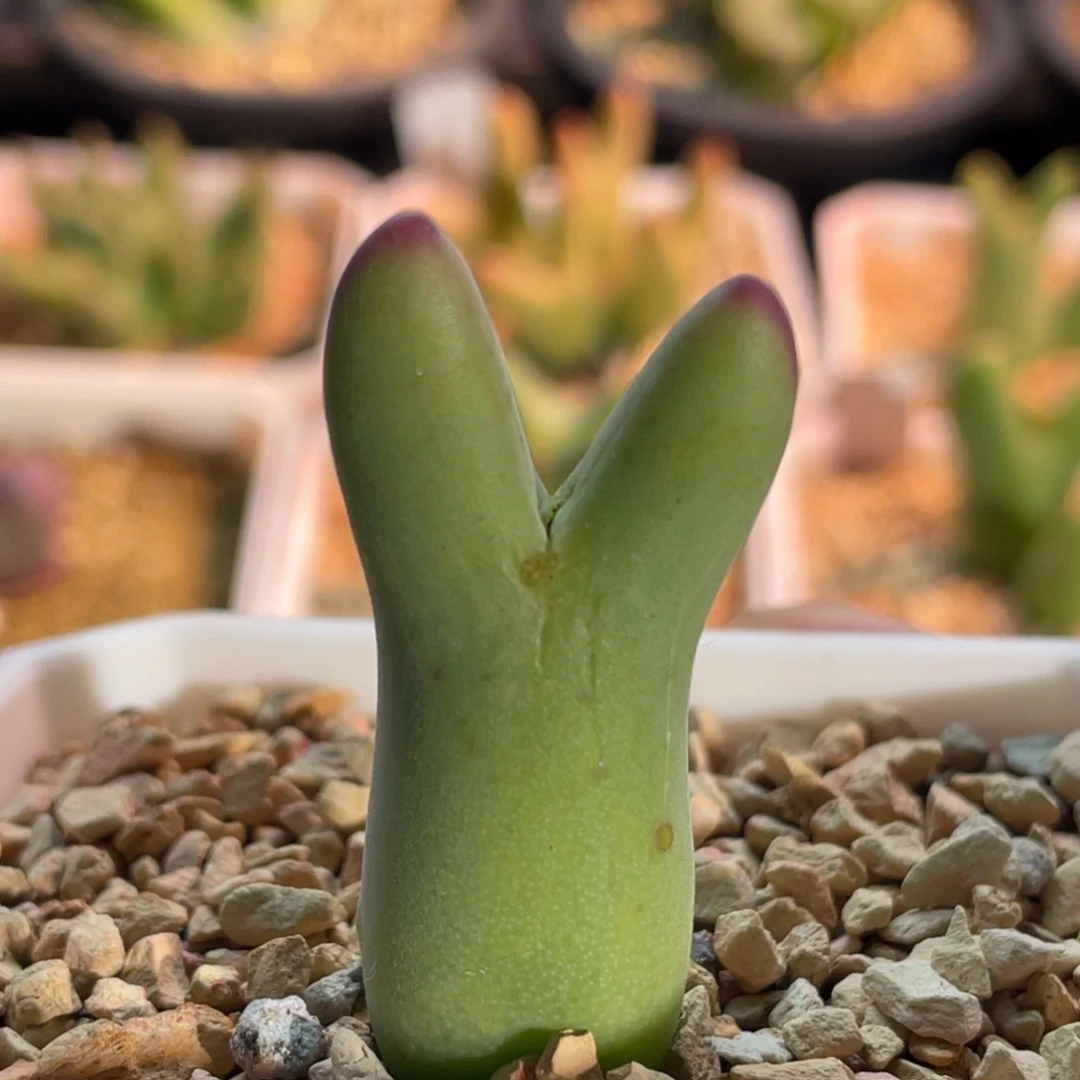 毛体皮卡丘植物一物一拍