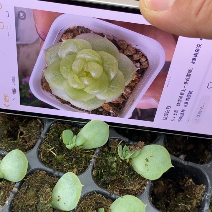 穴盘白吉芽苗一个多肉