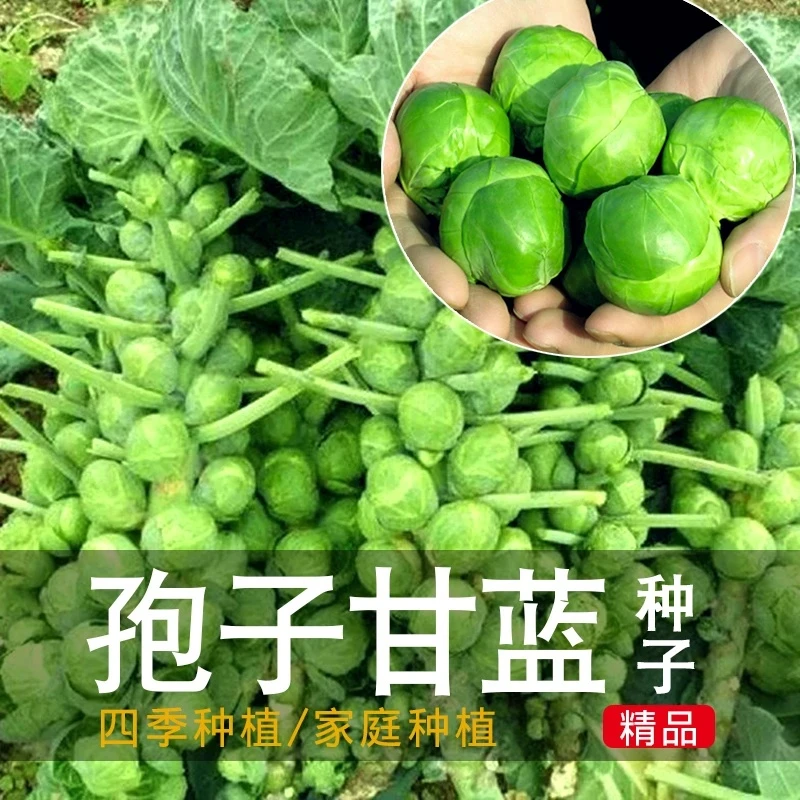 孢子甘蓝孢子甘蓝菜种子苗蔬菜种籽四季盆栽小院小包菜卷心蔬菜商品图