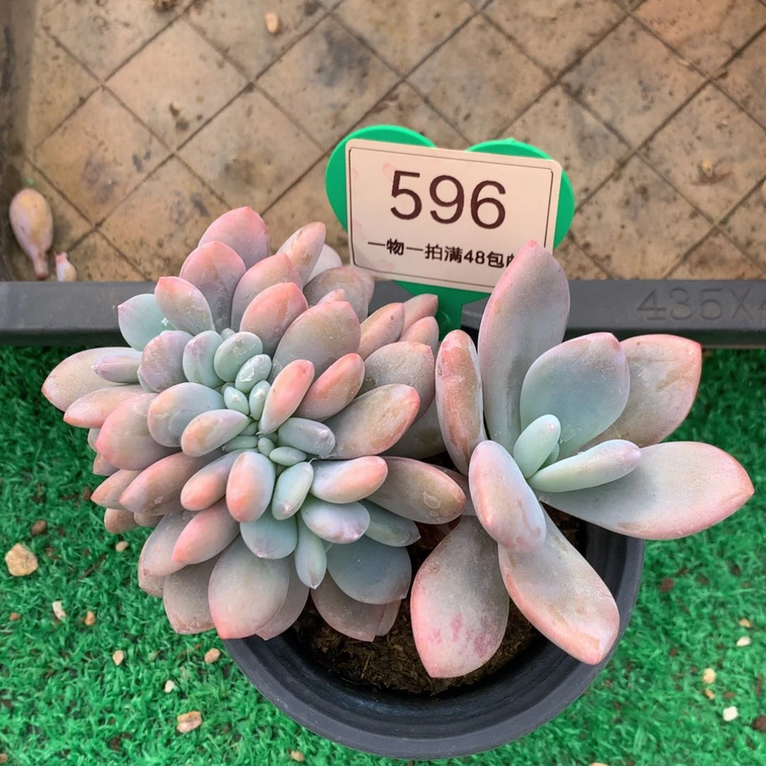 粉兔树缀一物一拍596