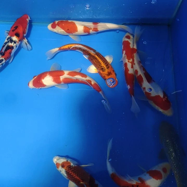 海水15尾直播间选鱼