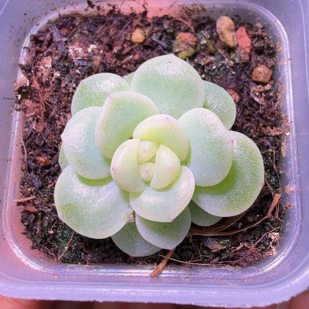 奶油财富开播福利