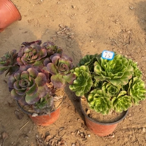 两颗法师一物一拍