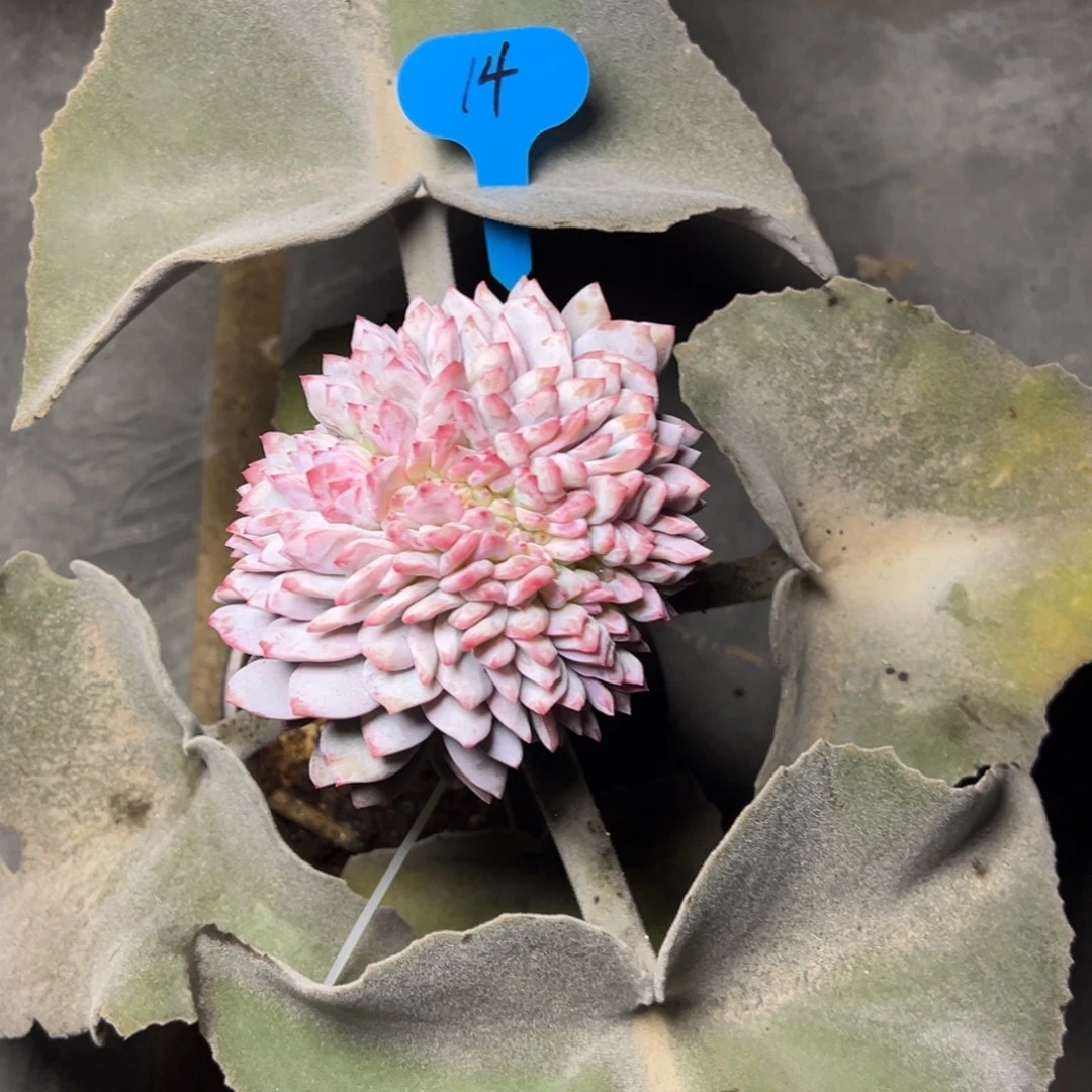 ****嫣14号糖心嫦娥缀多肉植物350