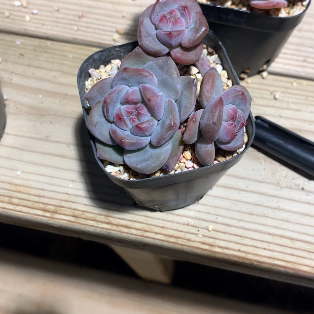 宝***吃宝宝突尼斯发货多肉