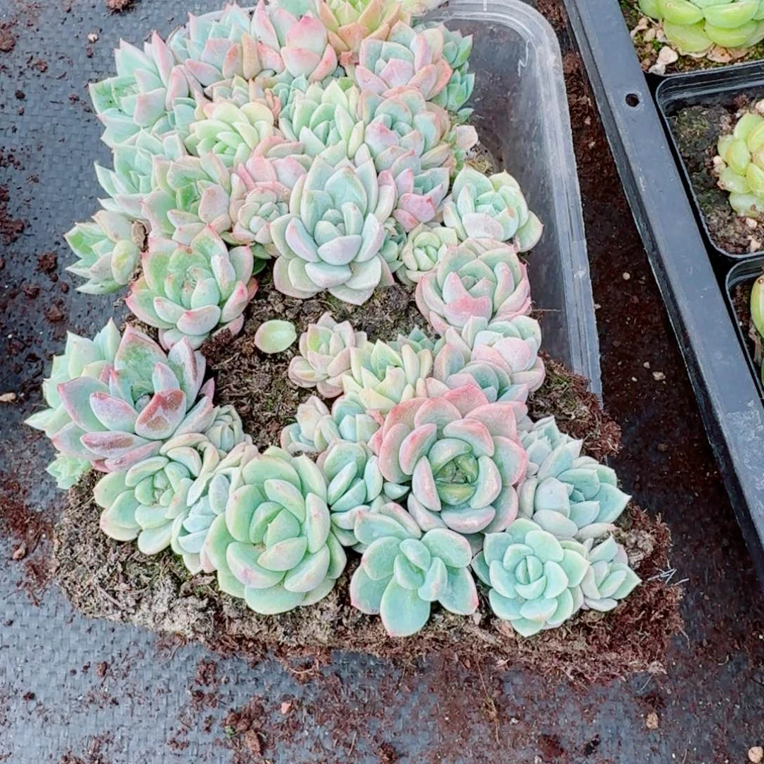 15-34珍妮切糕一份量拍