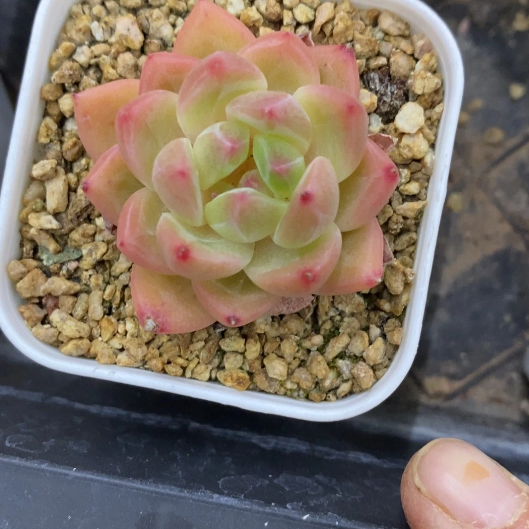 精品多肉一物一拍不包整27