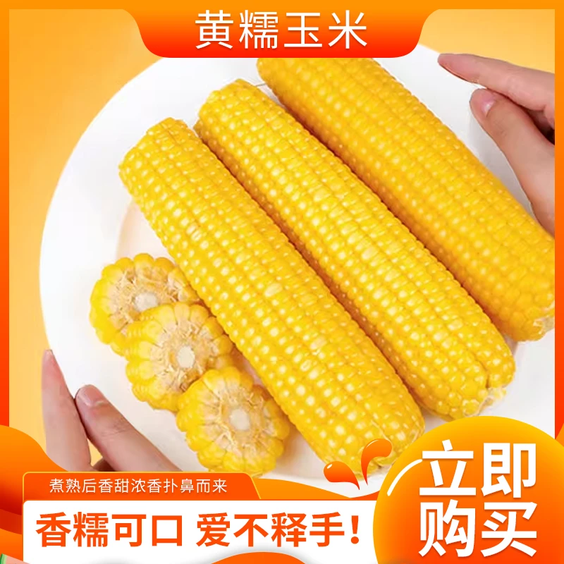 双峰黑龙江黄糯玉米早餐健康粗粮甜糯香轻食代餐厂家包邮直发夜宵