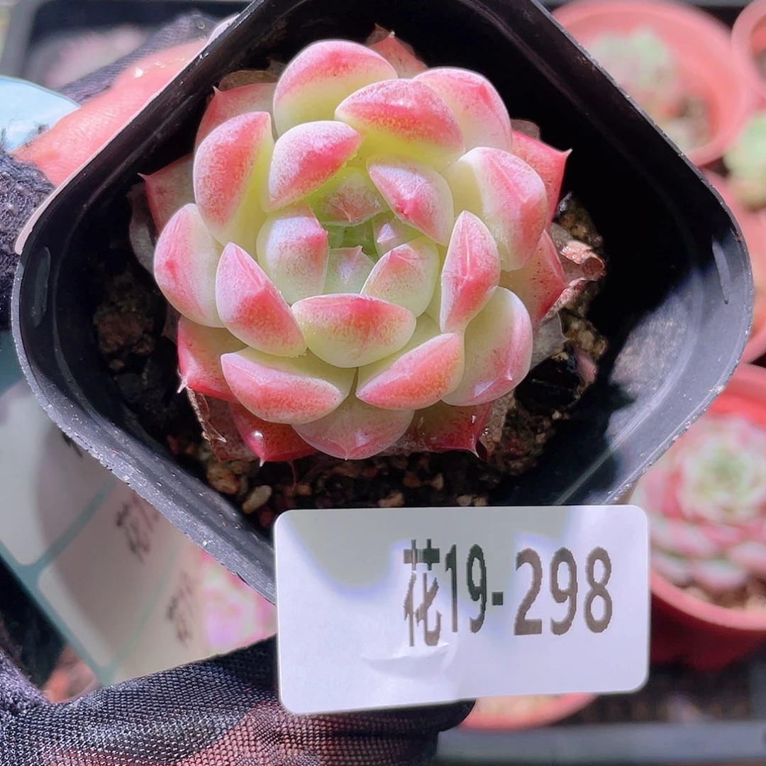 花利美19-298明月心