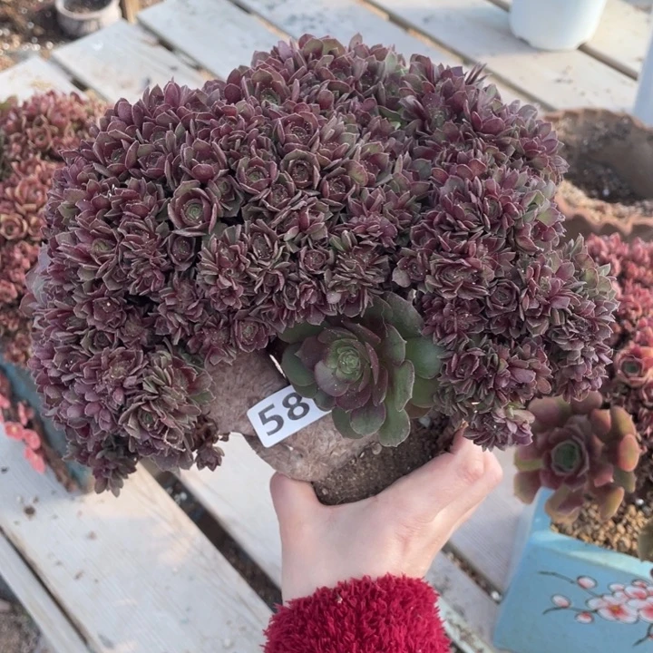 多肉葡萄和红富士皮是真的绝
