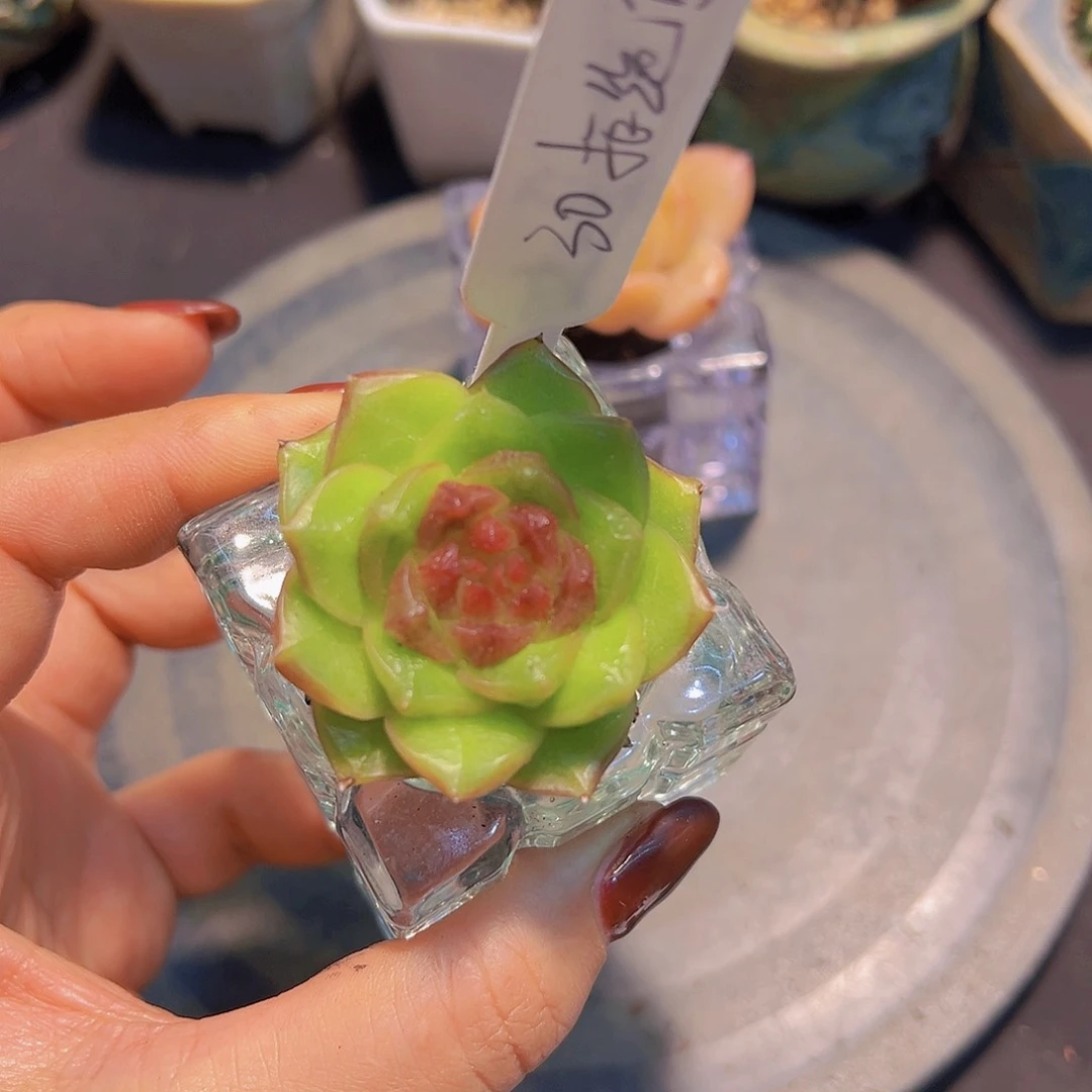 拒**虑新品，多肉植物，