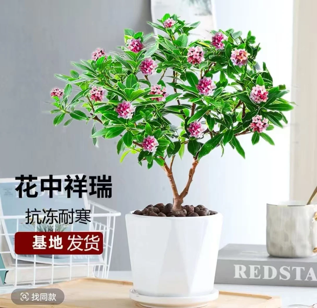 浓香型带花苞金边瑞香耐寒盆栽室内外四季开花观花植物