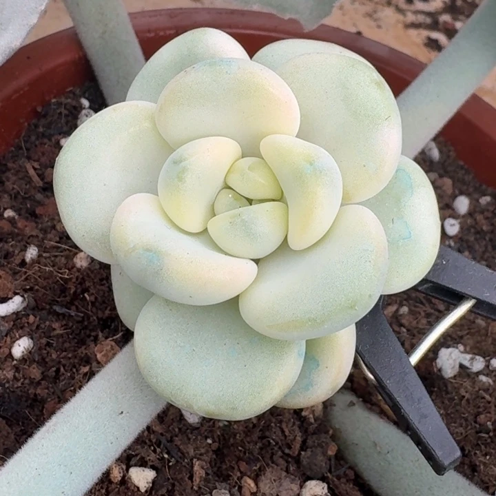 花斑鹿锦一物一拍