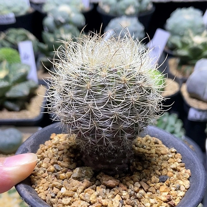 分****乐171实生白翁玉