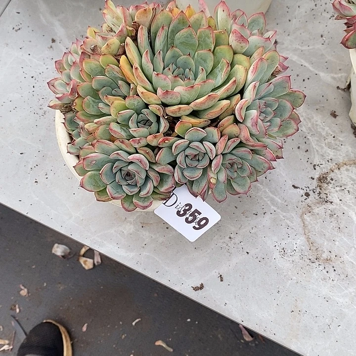 用***1359荷花多肉植物多肉