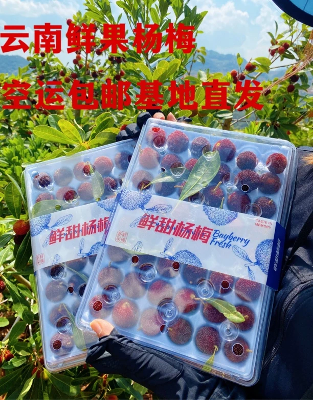 【鲜甜杨梅】云南新鲜杨梅自然成熟酸甜多汁空运发货坏果包赔