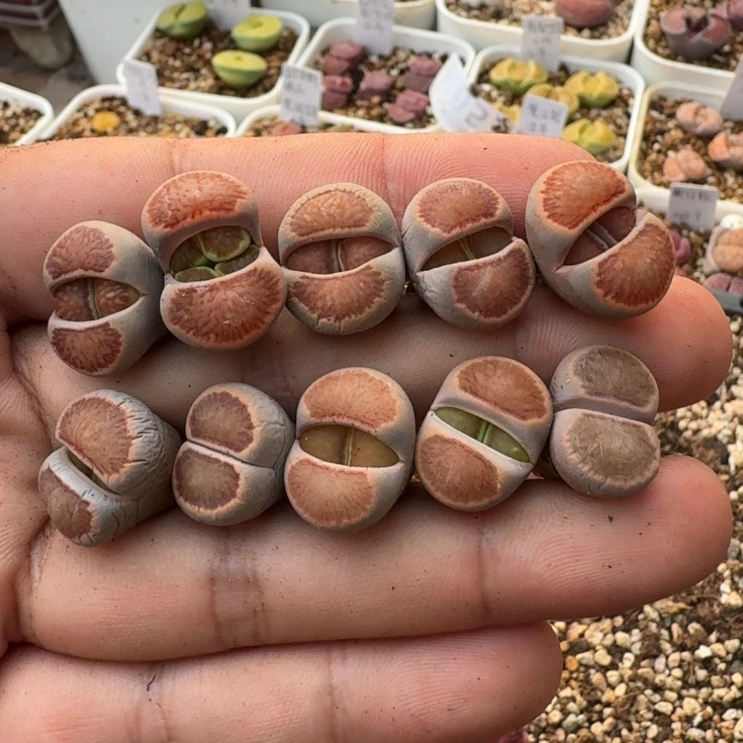 K087红窗菊四年准母本