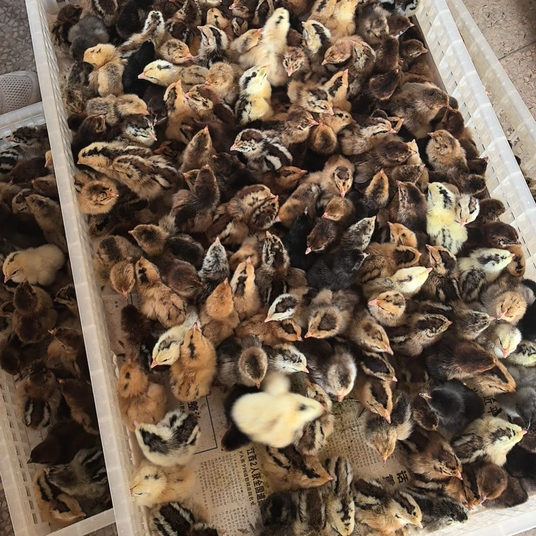 高产麻羽肉质鲜嫩顺丰快递冰鲜包邮到家