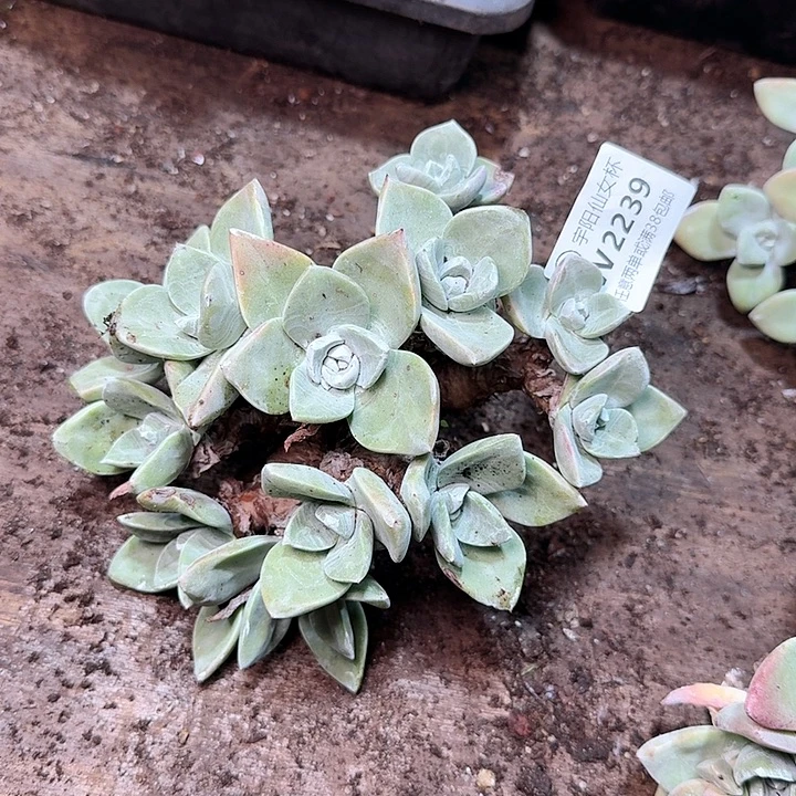 2239瑕疵贝拉不售后