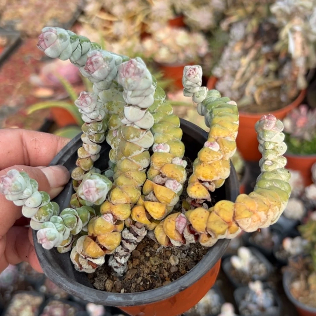 多肉植物多肉植物