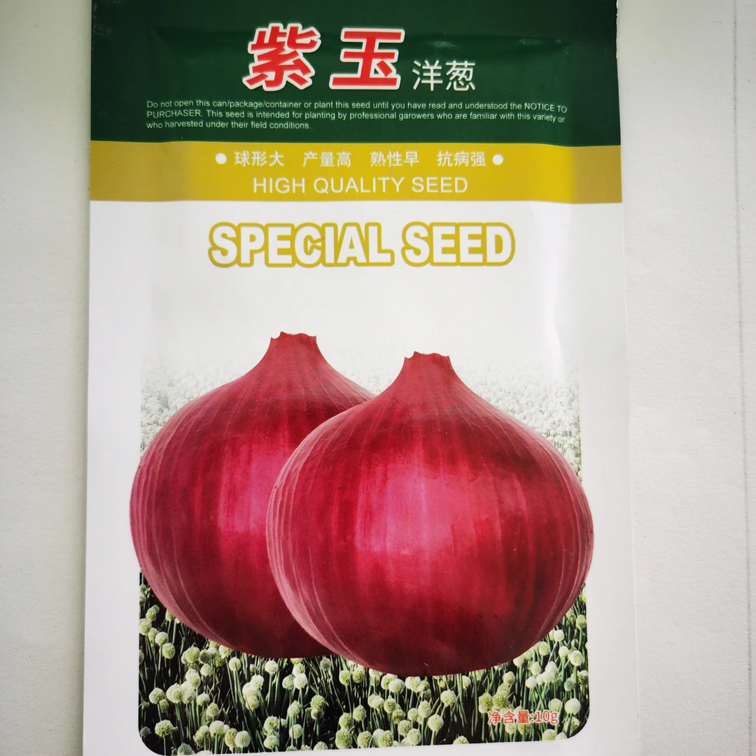 特大抗病紫红洋葱种子中早熟外皮紫红色秋播蔬菜种籽