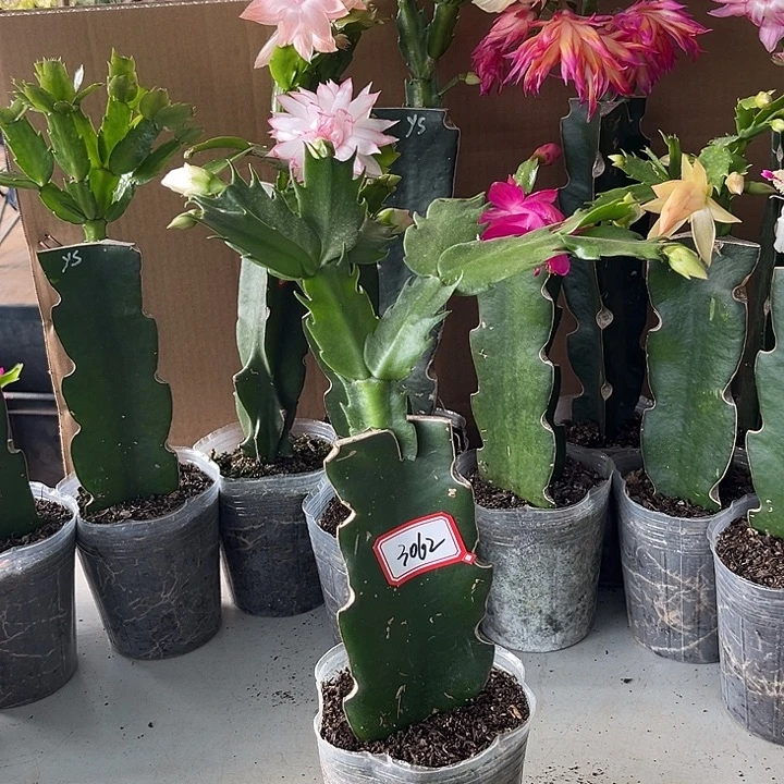 用***0当前无花朵，栽培后可花朵067