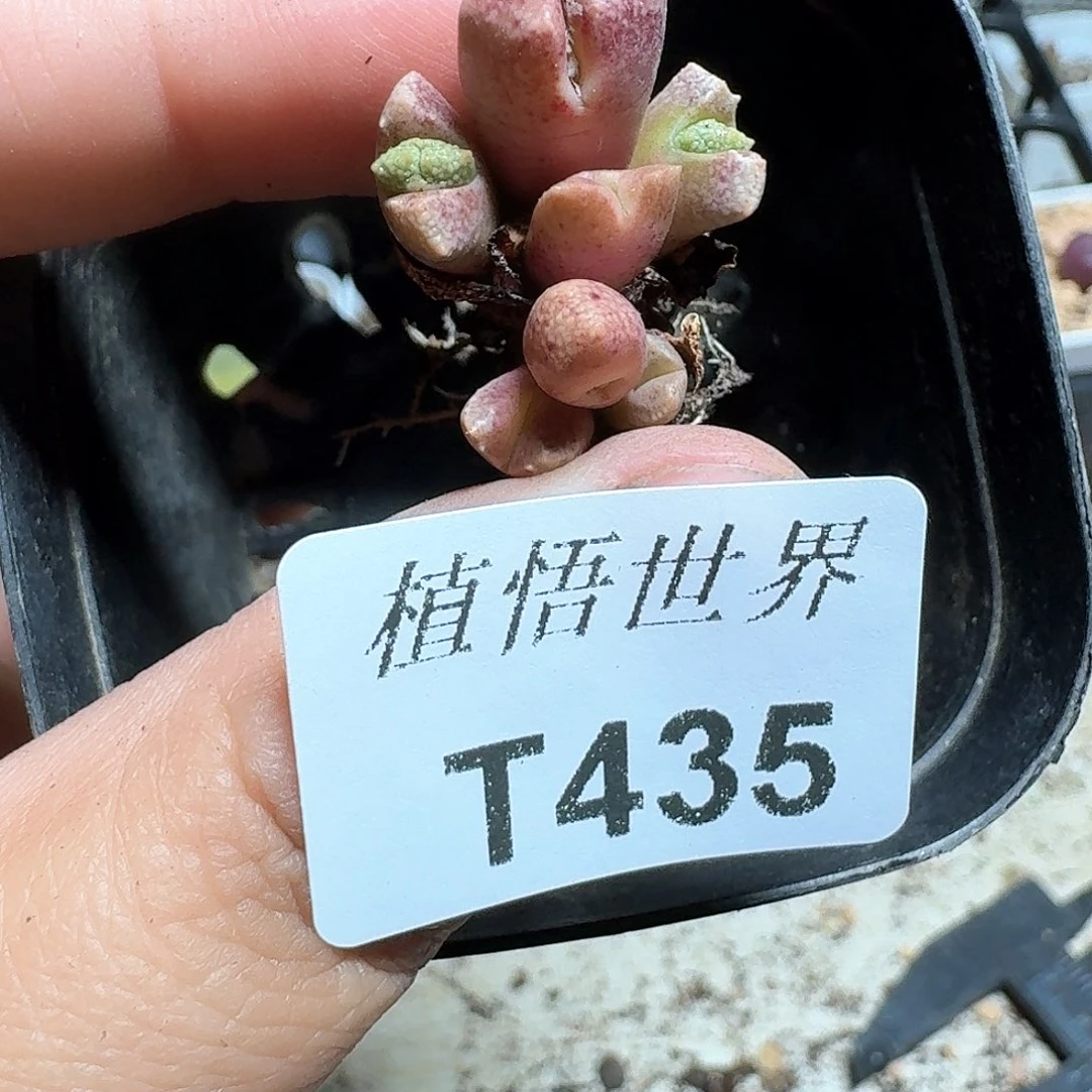 435盒多肉植物哇cv