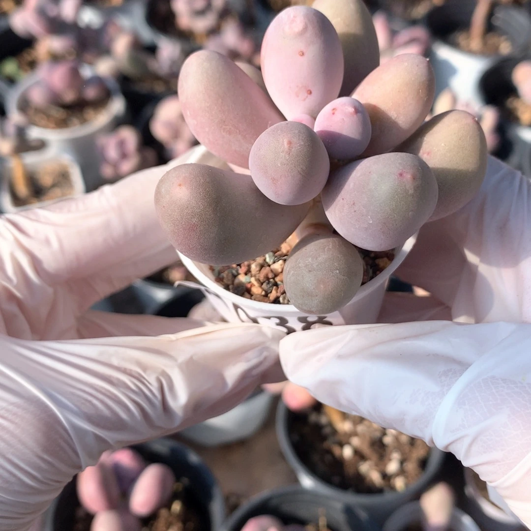 米可奶酪多肉米可奶 ￼