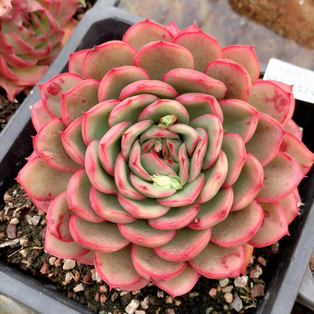 8538杂交多肉植物基地