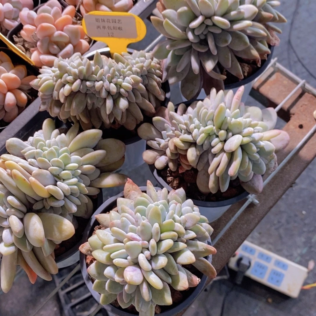 12-精品母本粉兔缀化一个