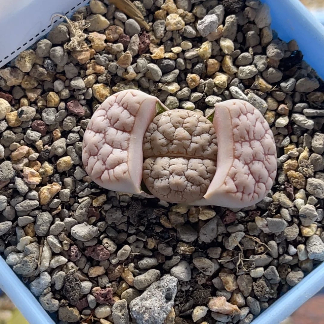 1110粉体连纹261尺寸