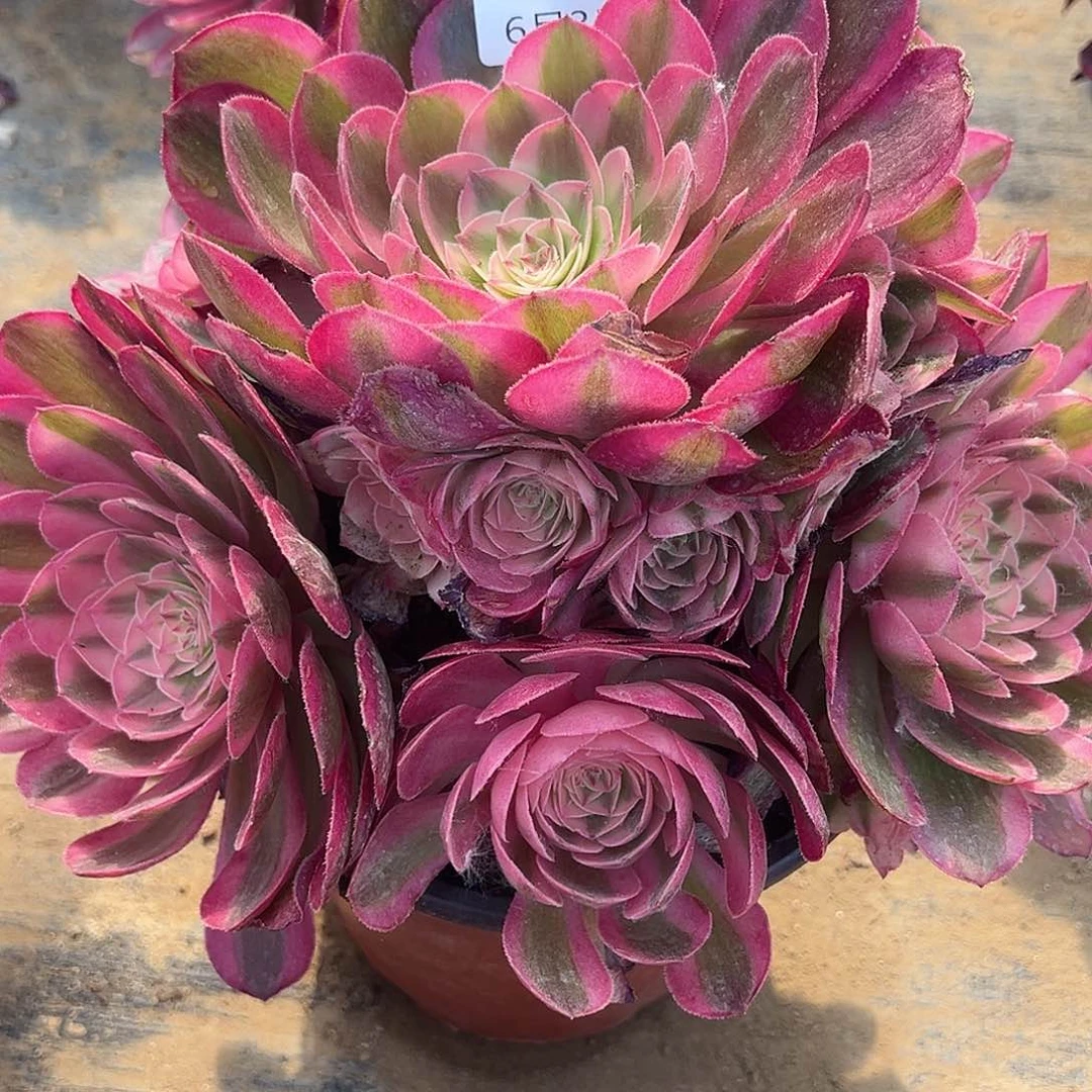 6.3-27倾城多肉植物1