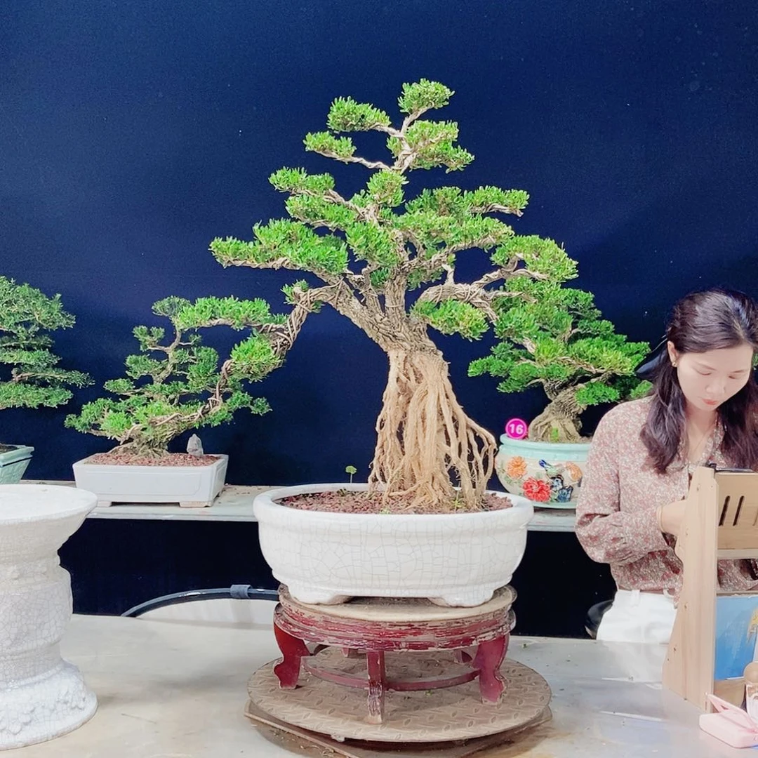 当前无花朵，栽培后可花朵