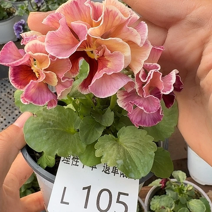 无花朵L105角堇小苗一物一拍苗晃