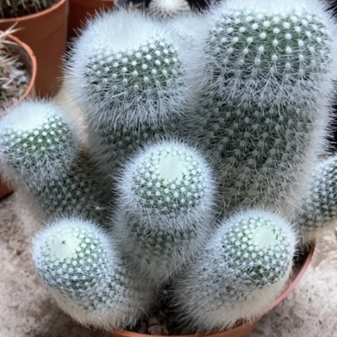 白小丁仙人球25米仙人球