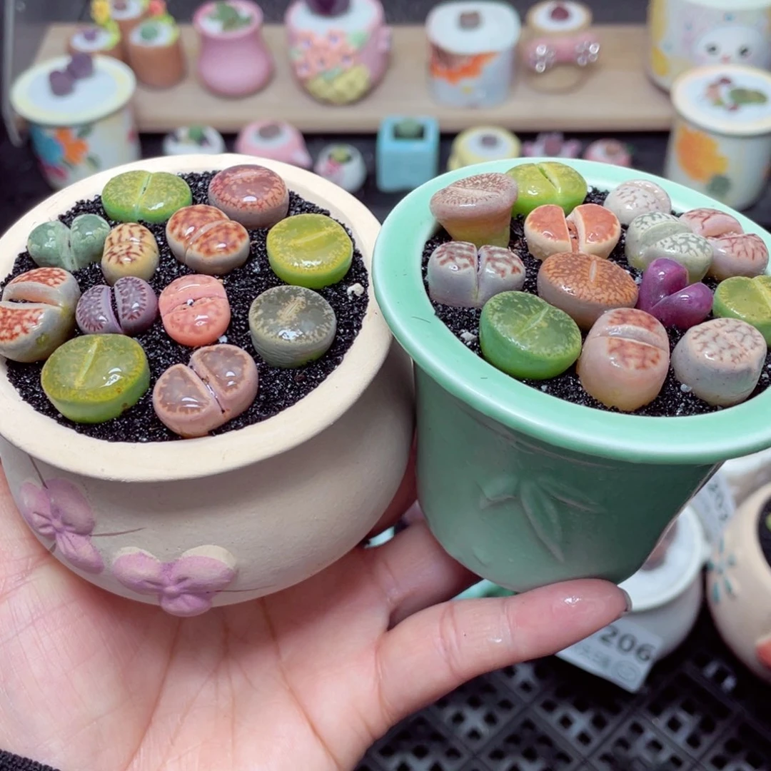 w1208 带盆土发货-零下地区拍保温箱