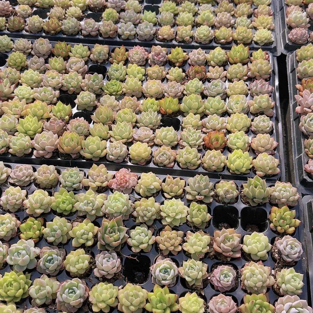 新品15颗优选量拍