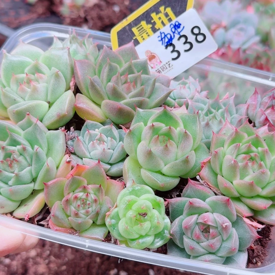 多肉植物多肉植物